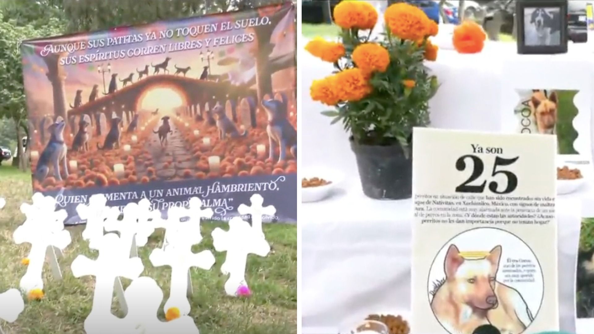 Con Ofrenda, Cruces y Flores Recuerdan a 25 Perritos Asesinados en Nativitas, Xochimilco