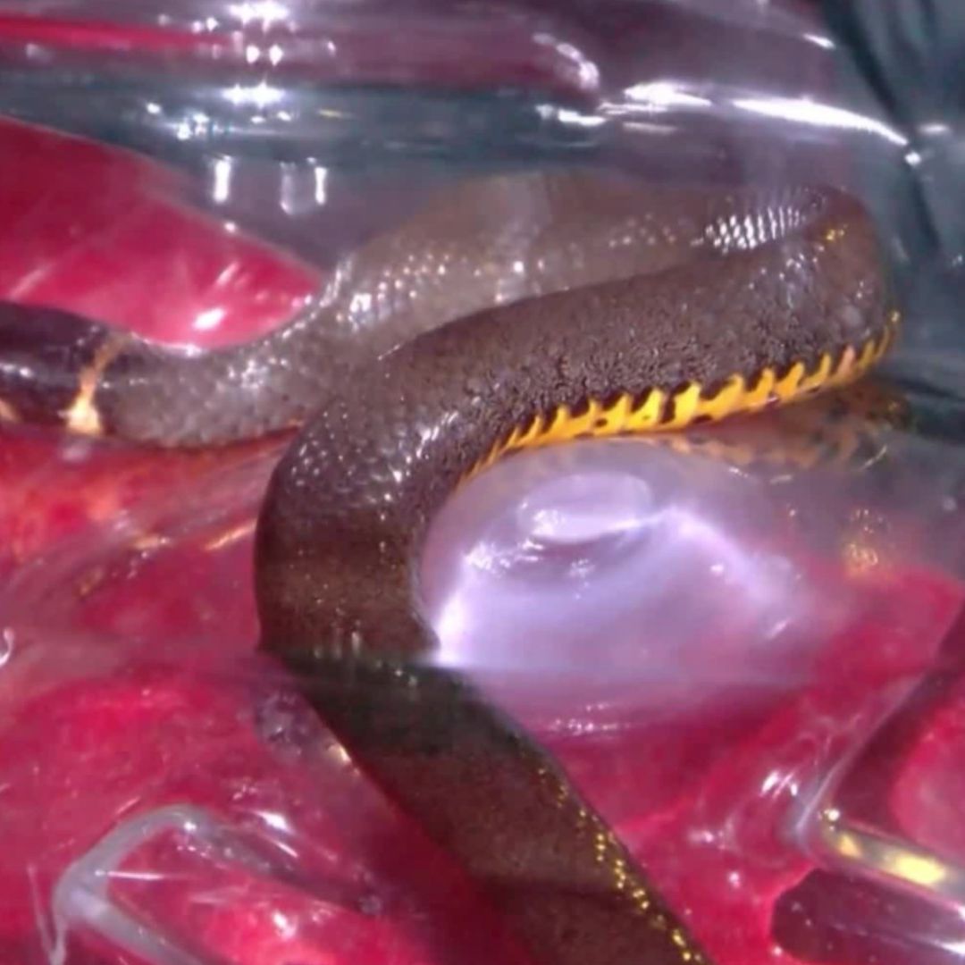 Serpiente intentó entrar a una casa de la colonia Mezquitán.