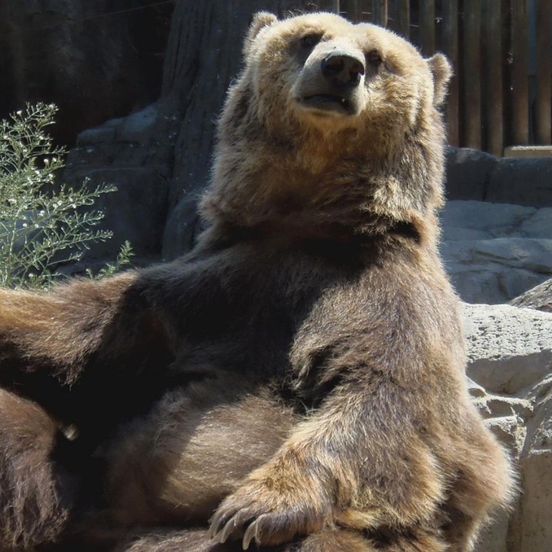 Investigadores de varias universidades descubrieron que los animales también se emborrachan, a través de numerosos frutos fermentados