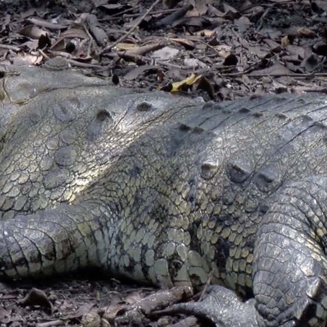 Crece Población de Cocodrilos Moreletii en Tamaulipas