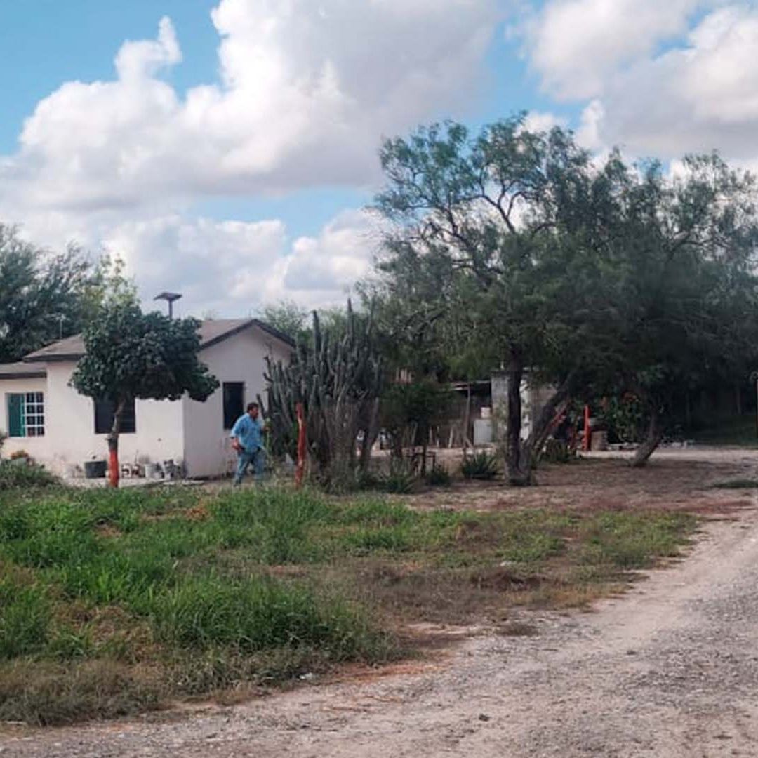 Abuelita de 87 Años Pierde la Vida tras Ataque de Abejas en Tamaulipas
