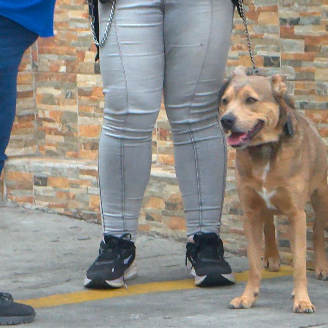 Perrito se queda al lado de su dueño después de morir en Guadalajara