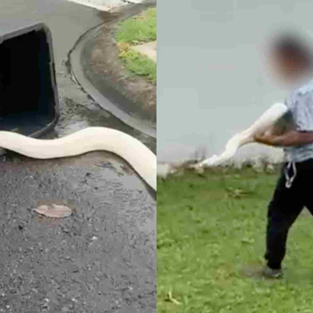 Capturan Boa de Gran Tamaño en Fraccionamiento Riviera Veracruzana de Alvarado Veracruz
