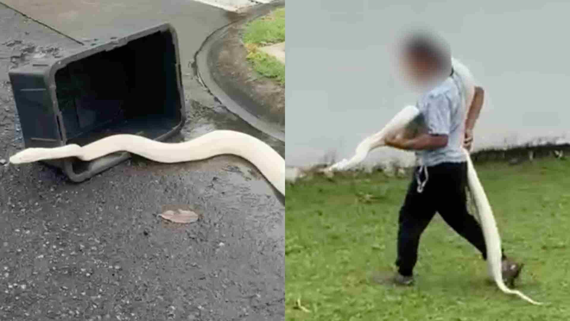 Capturan Boa de Gran Tamaño en Fraccionamiento Riviera Veracruzana de Alvarado Veracruz