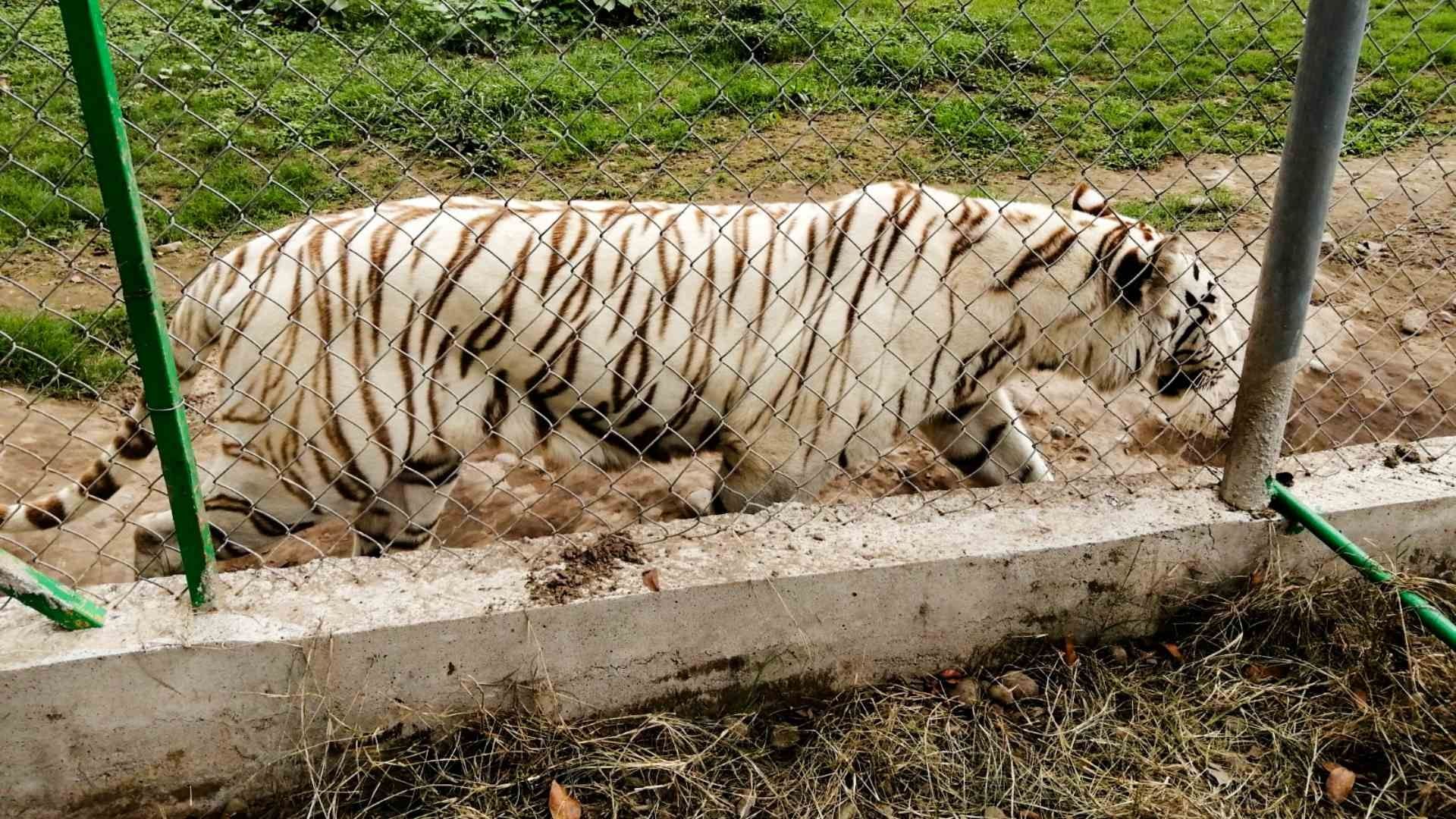 Tigre de Bengala Escapó de Zoológico Parque Animalia en Xicotepec Puebla
