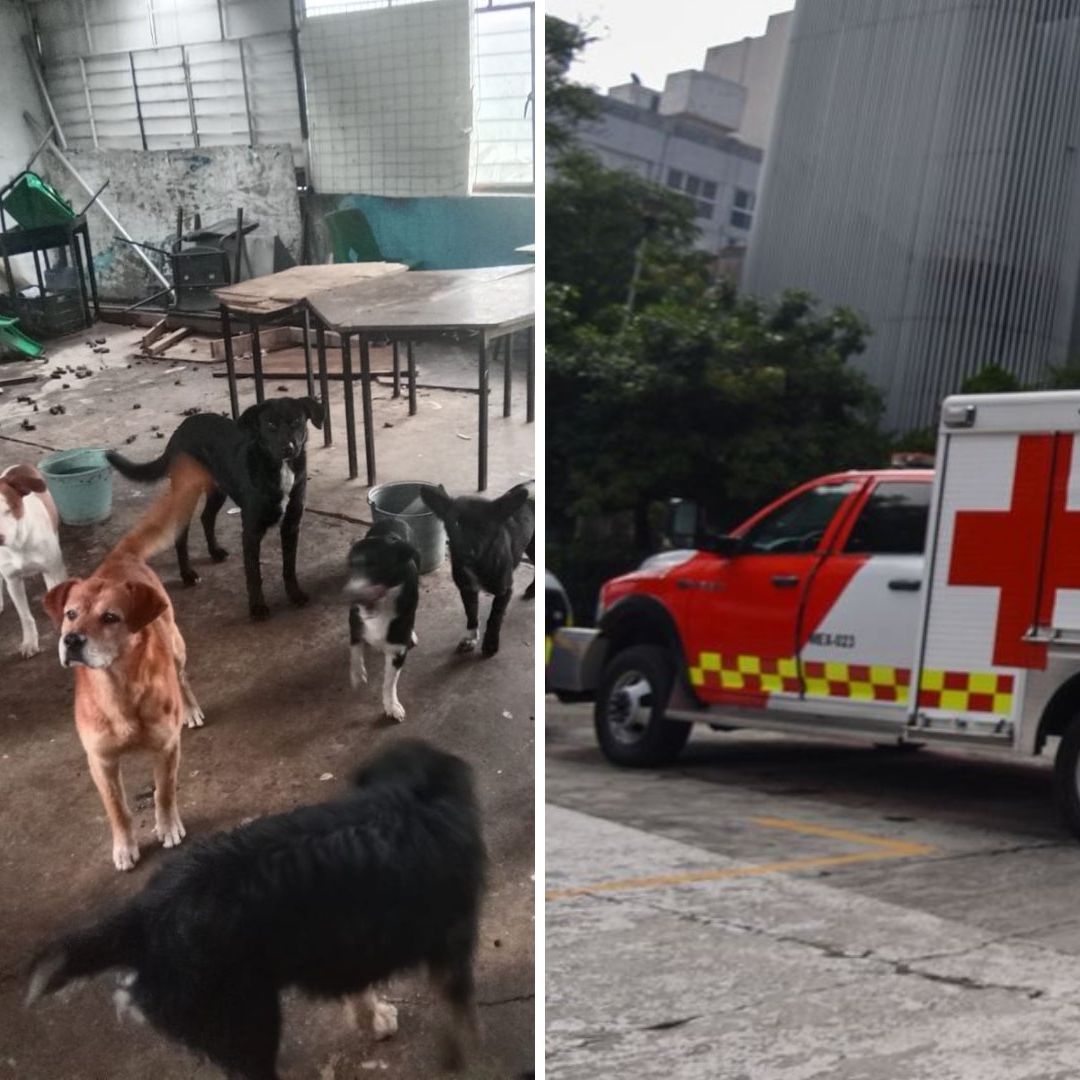 Jauría Ataca a Familia al Interior de Escuela en Huehuetoca, Edomex; Abuela Murió