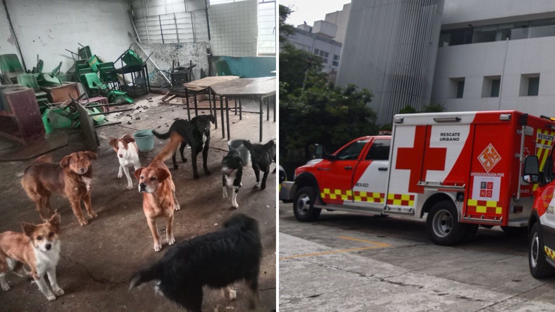 Jauría Ataca a Familia al Interior de Escuela en Huehuetoca, Edomex; Abuela Murió