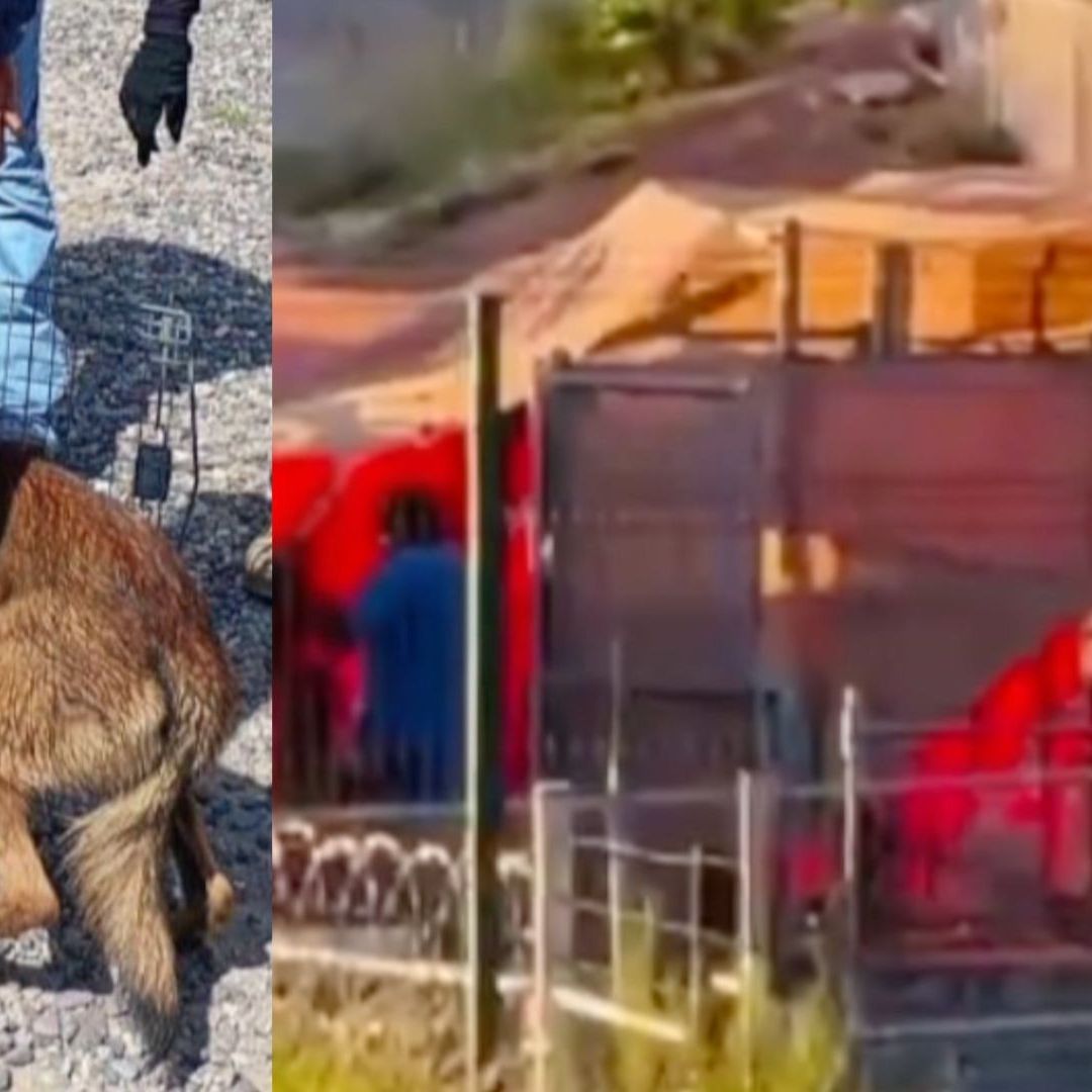 Rescatan a 30 Perritos de Centro de Adiestramiento y Hotel para Mascotas en Hermosillo