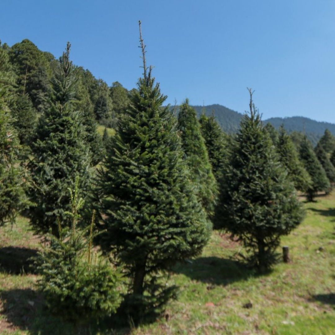 La Profepa inició hoy, 1 de noviembre de 2024, la revisión de los árboles de navidad que son importados