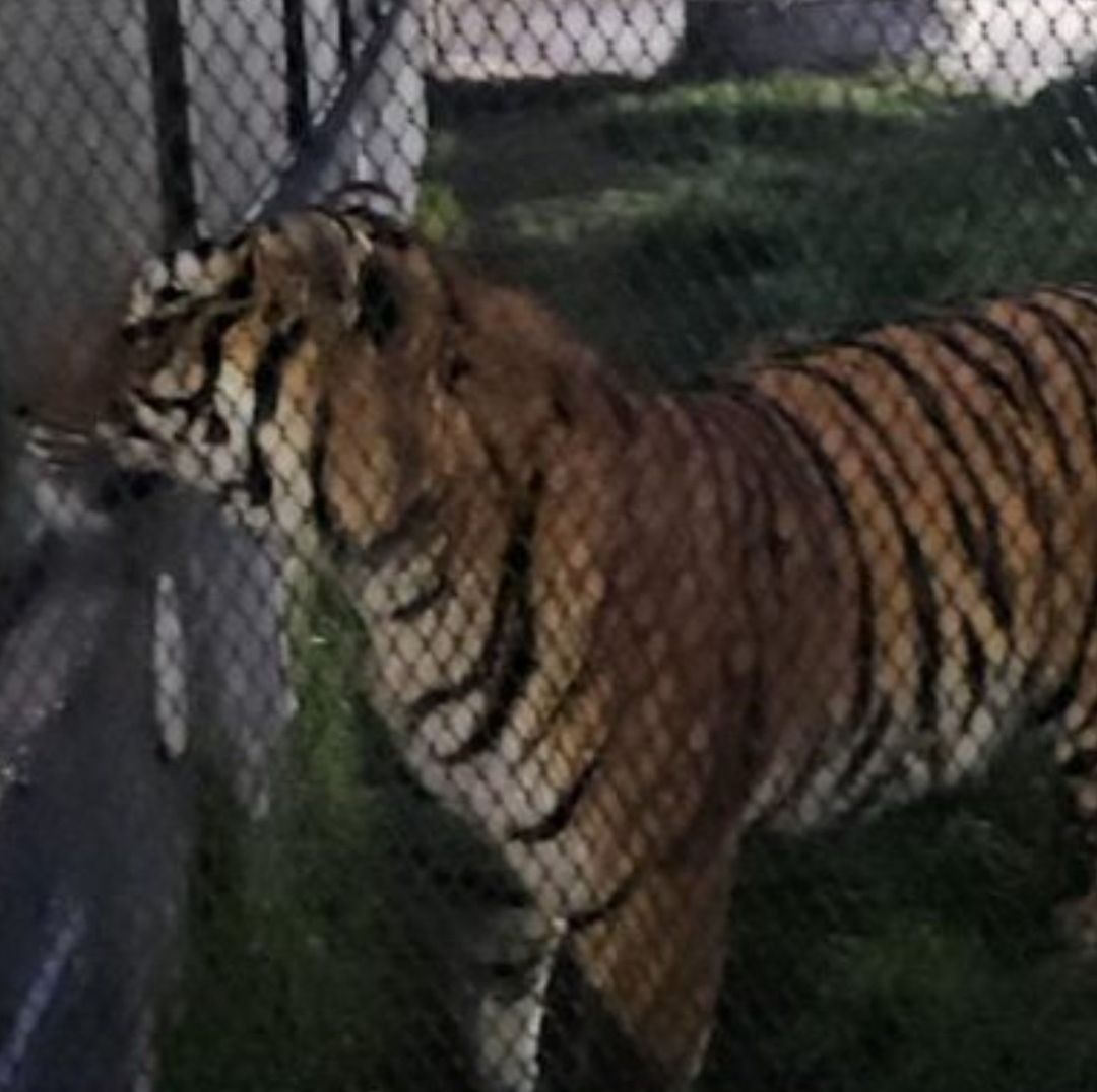 Hallan Tigre de Bengala y Armamento Durante Cateo en Domicilio del Estado de México