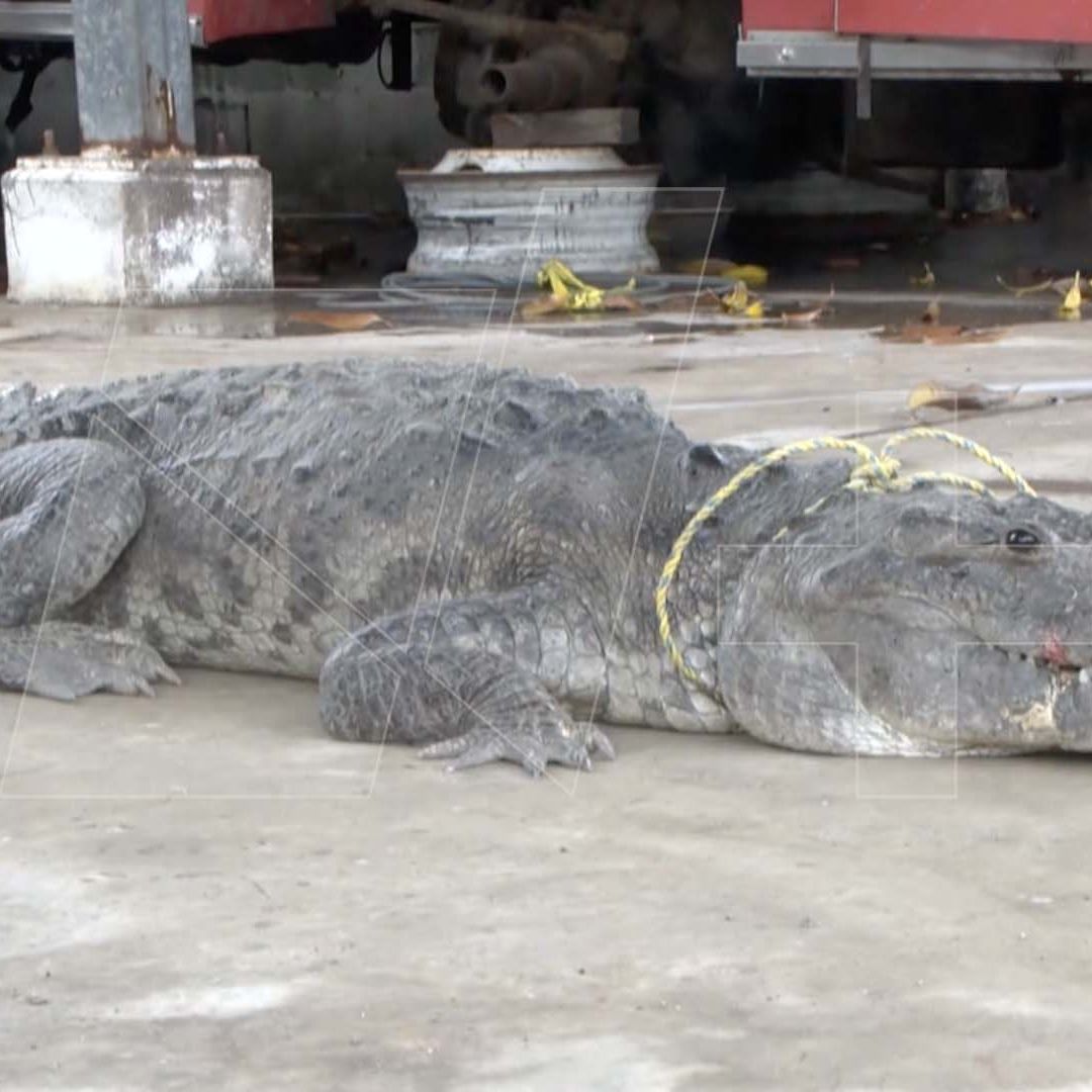 Capturan a Más de 20 Cocodrilos en Ciudad Madero Luego de Inundaciones