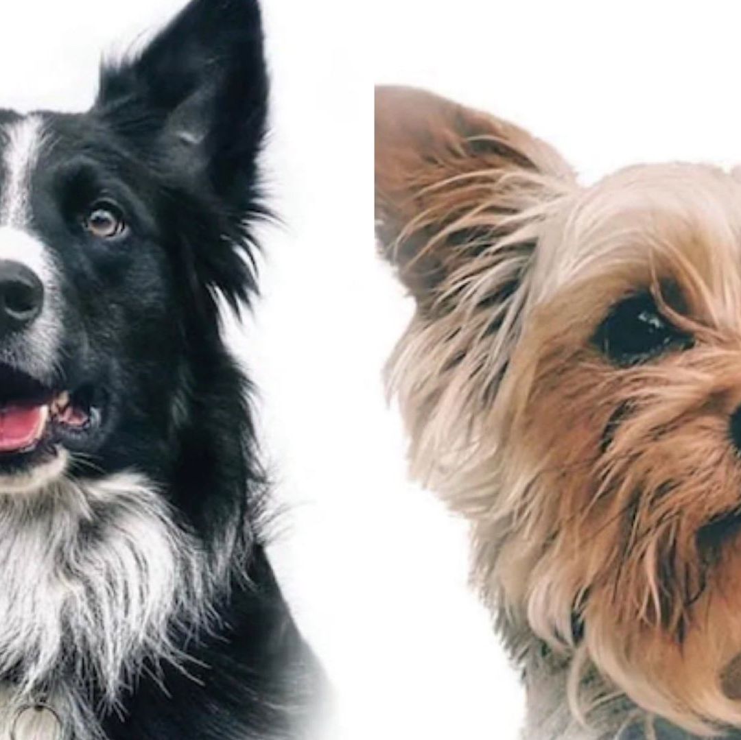 SCJN Avala Sentencia a Hombre que Envenenó a Athos y Tango, los Perros Rescatistas de Querétaro