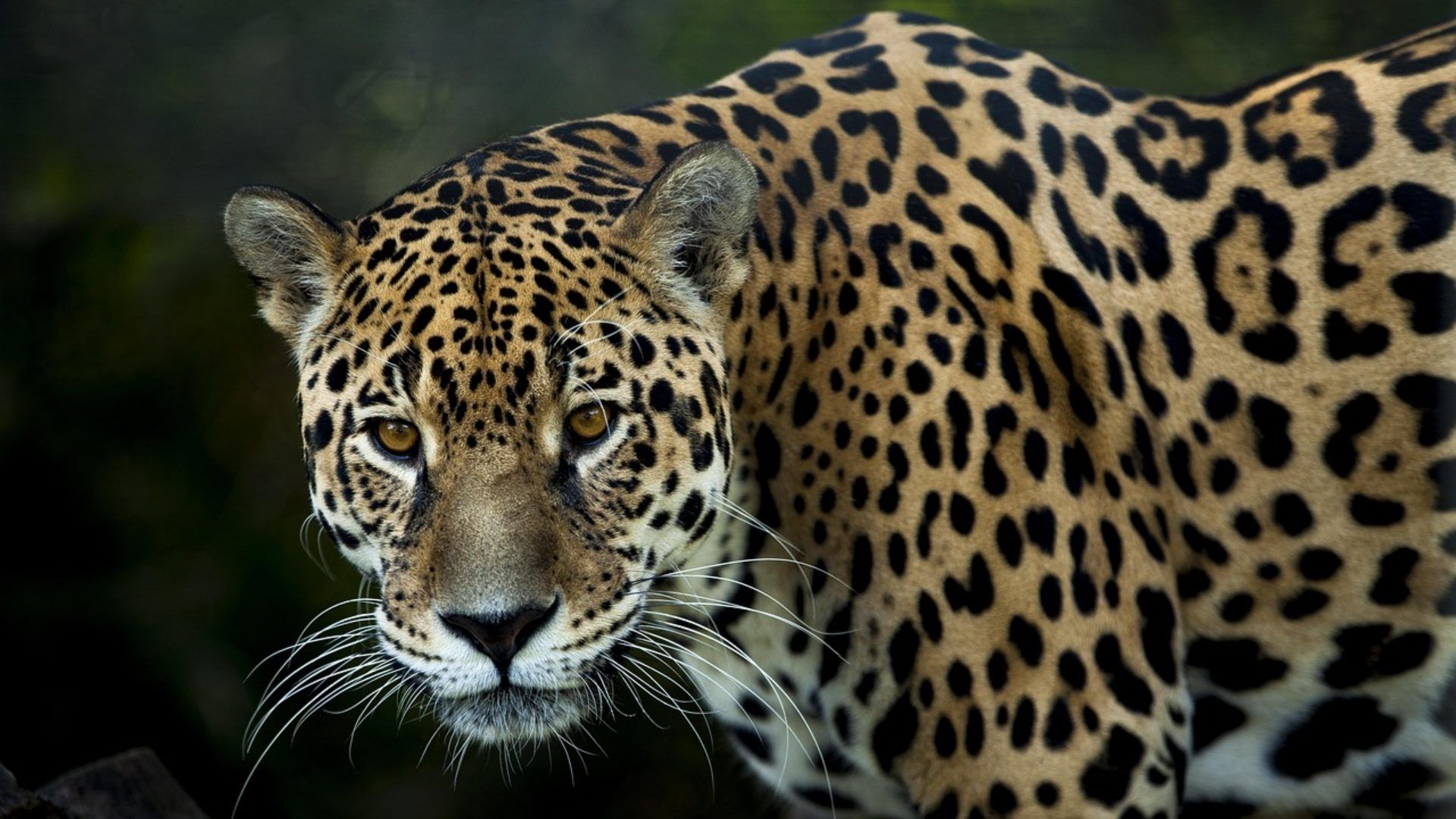 Captan en la Selva de Yucatán a Jaguar No Contabilizado en Censo Nacional