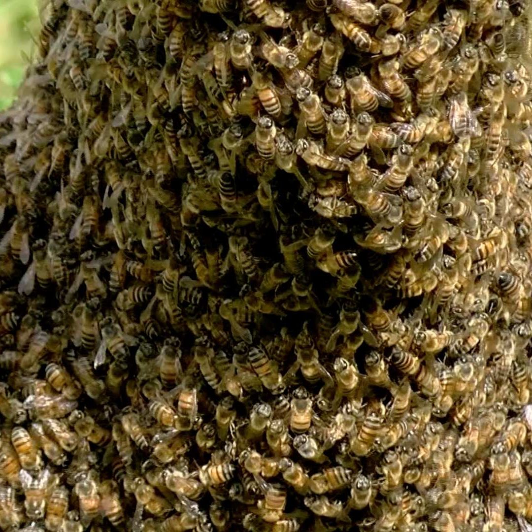 Hombre muere por ataque de abejas en Zacatecas