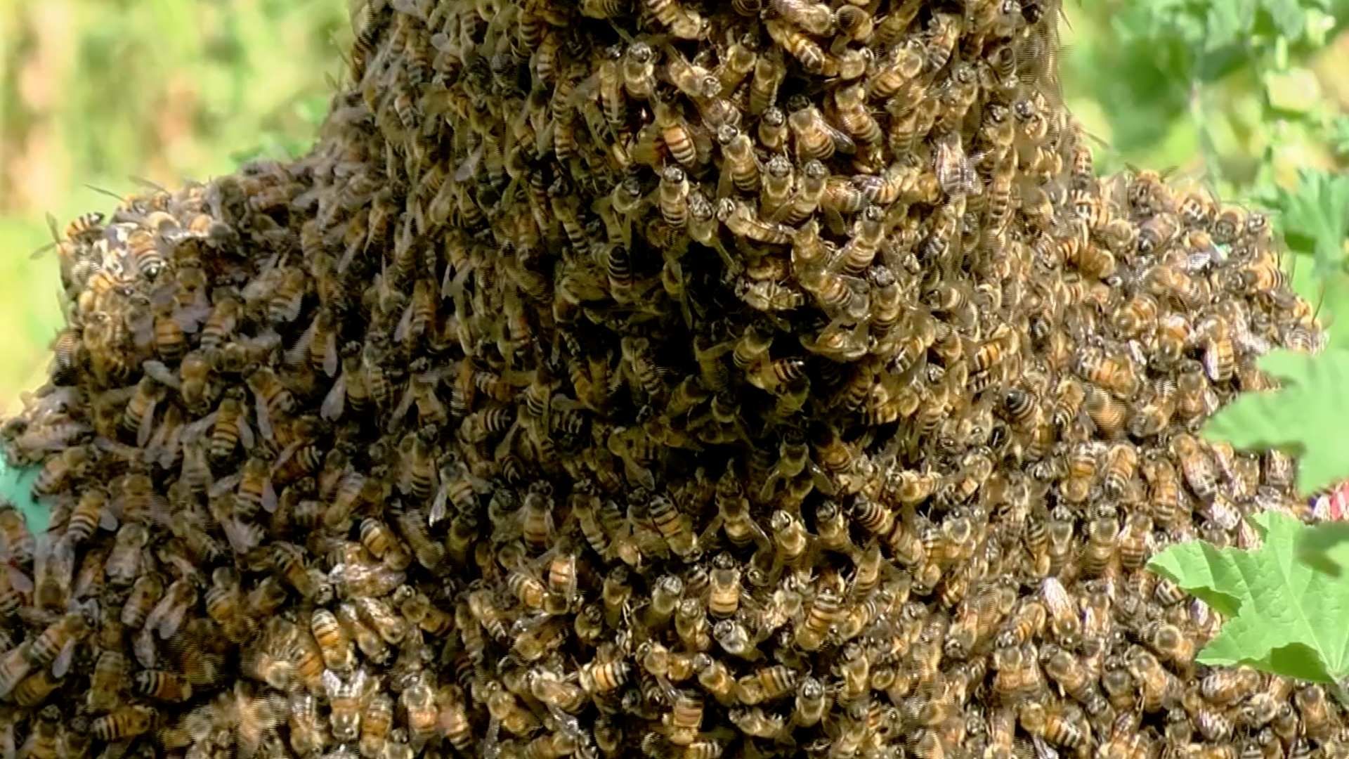 Hombre muere por ataque de abejas en Zacatecas
