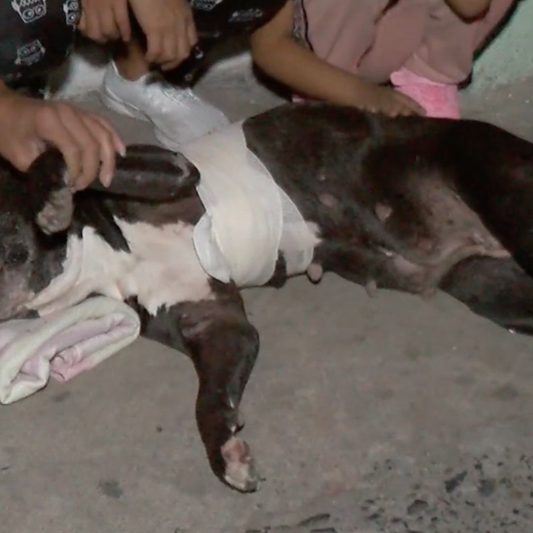 Perrita pitbul termina baleada al defender a su dueño.