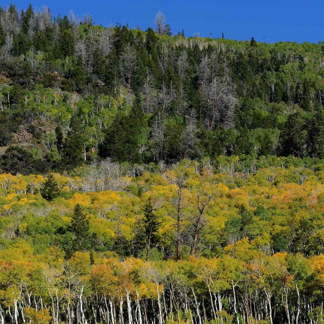 Pando, el bosque que se compone de un solo ser vivo