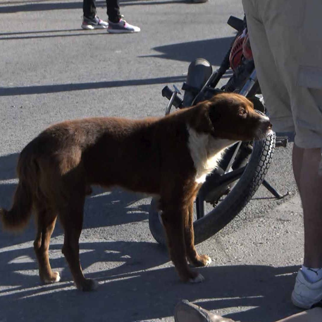 Perrito se Queda al Lado de su Dueña Después de ser Atropellada en Torreón