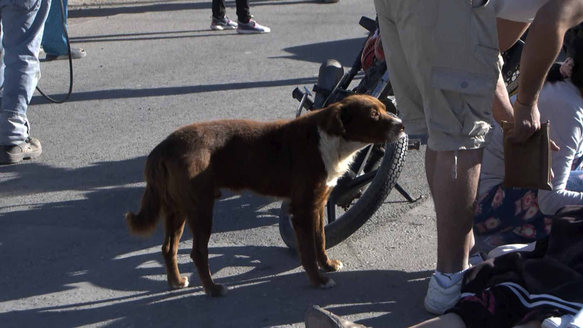 Perrito se Queda al Lado de su Dueña Después de ser Atropellada en Torreón