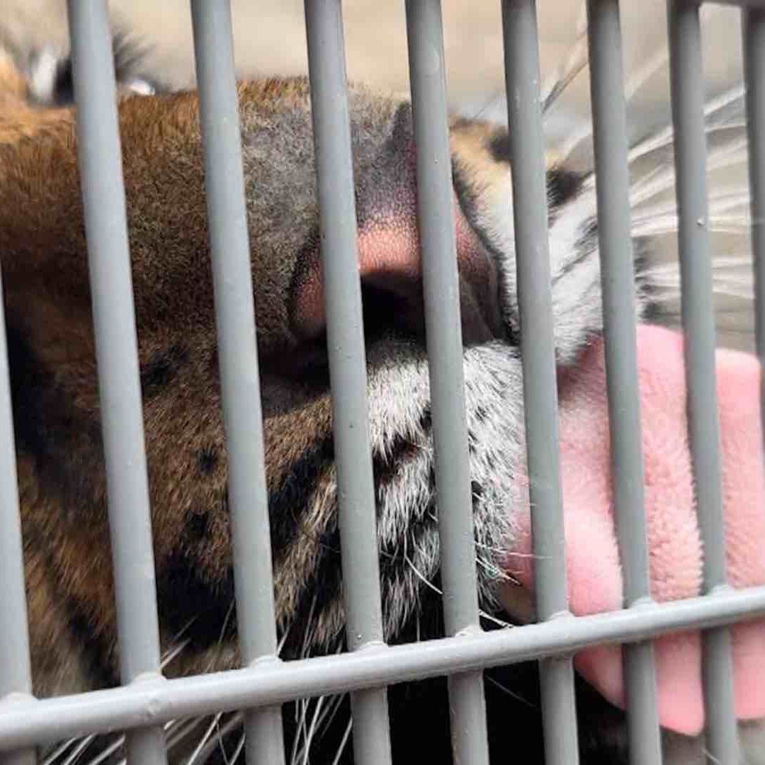 Es importante recordar que estos animales no son mascotas