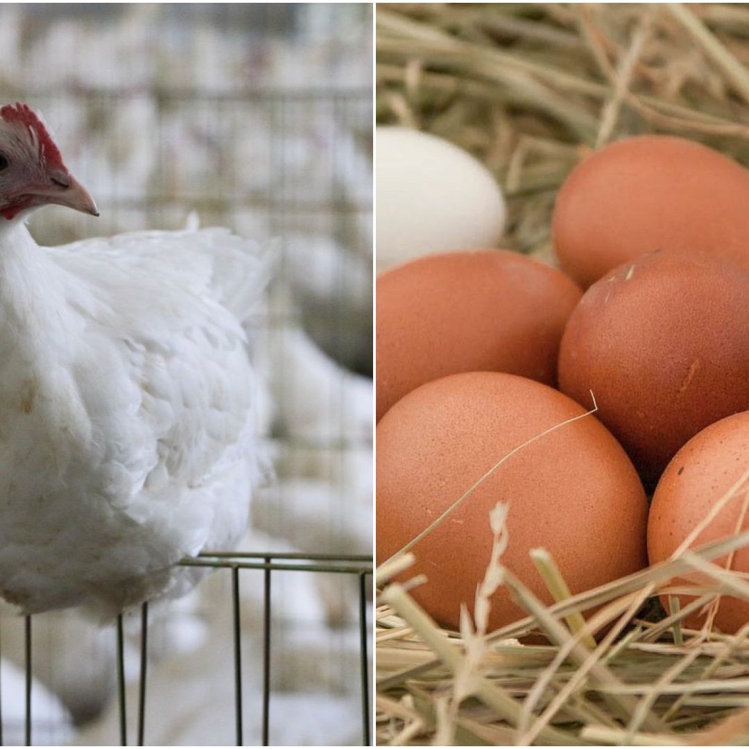 ¿Qué Fue Primero el Huevo o la Gallina? La ciencia lo explica