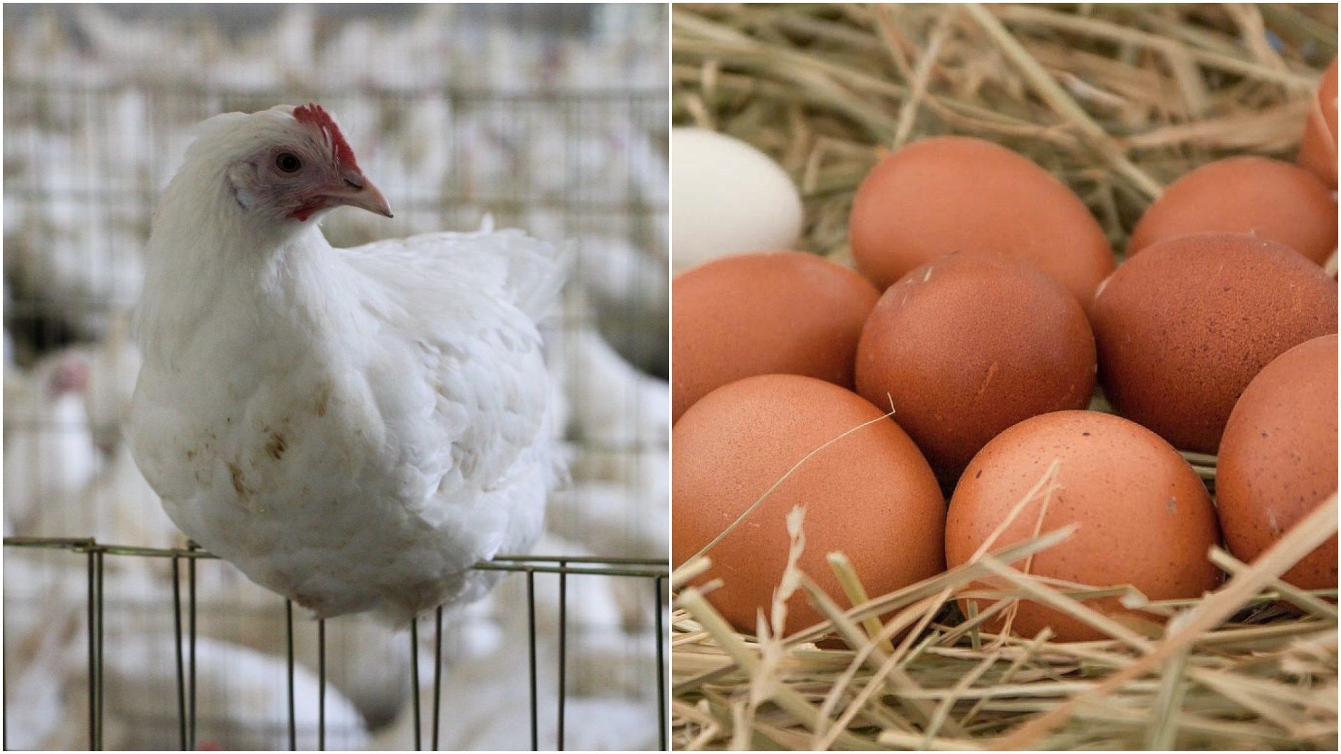 ¿Qué Fue Primero el Huevo o la Gallina? La ciencia lo explica