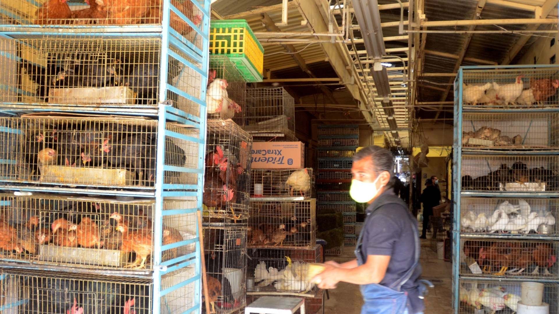 Venta de Animales en Mercado de Sonora Quedará Prohibida, afirma Alcaldesa .