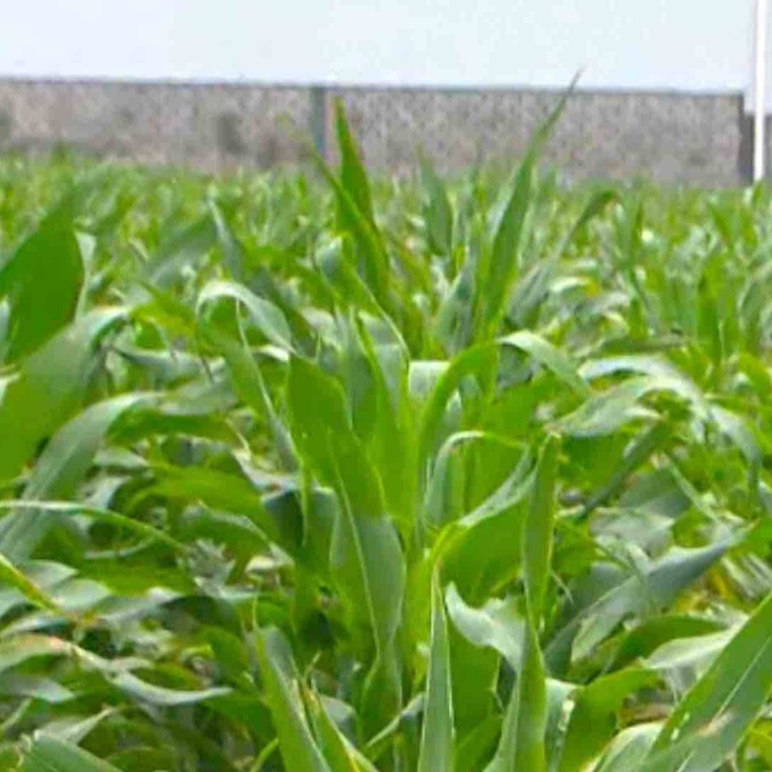 Jalisco es potencia agroalimentaria