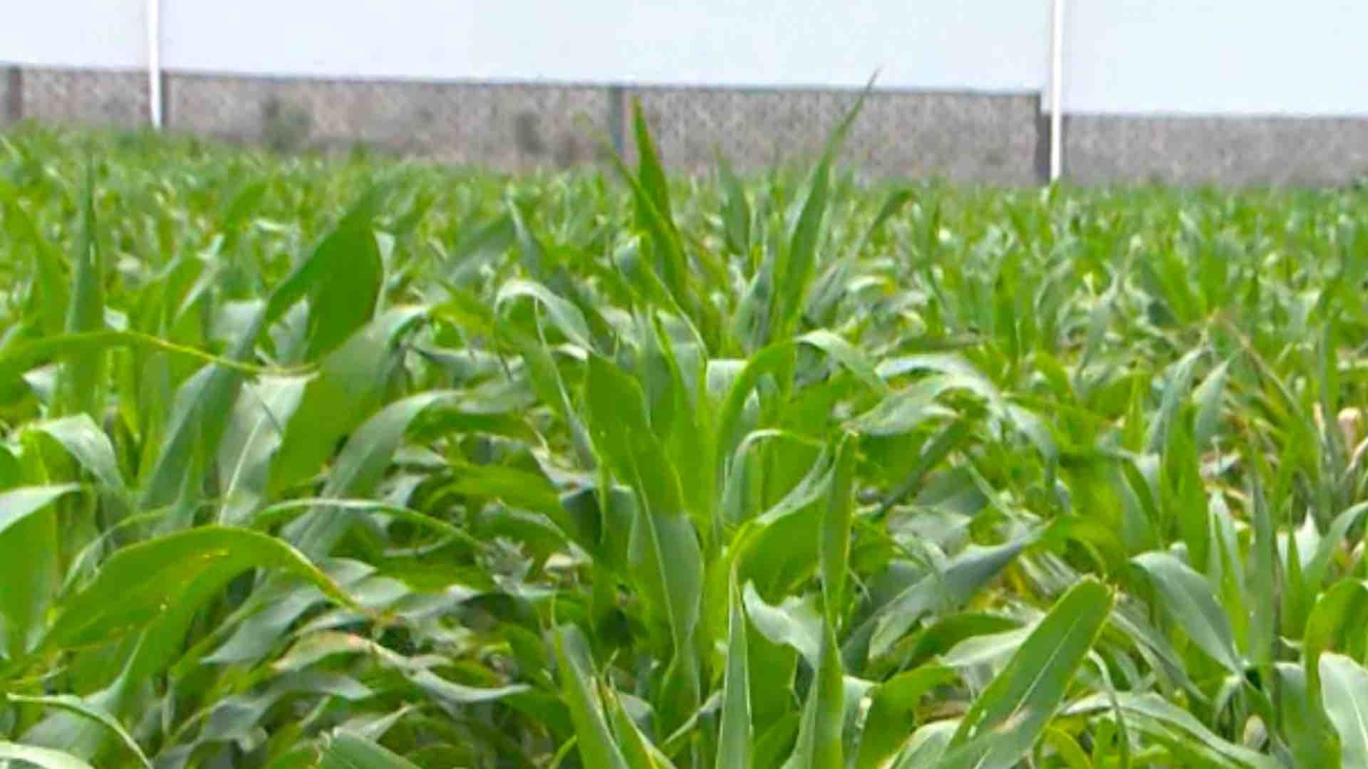 Jalisco es potencia agroalimentaria