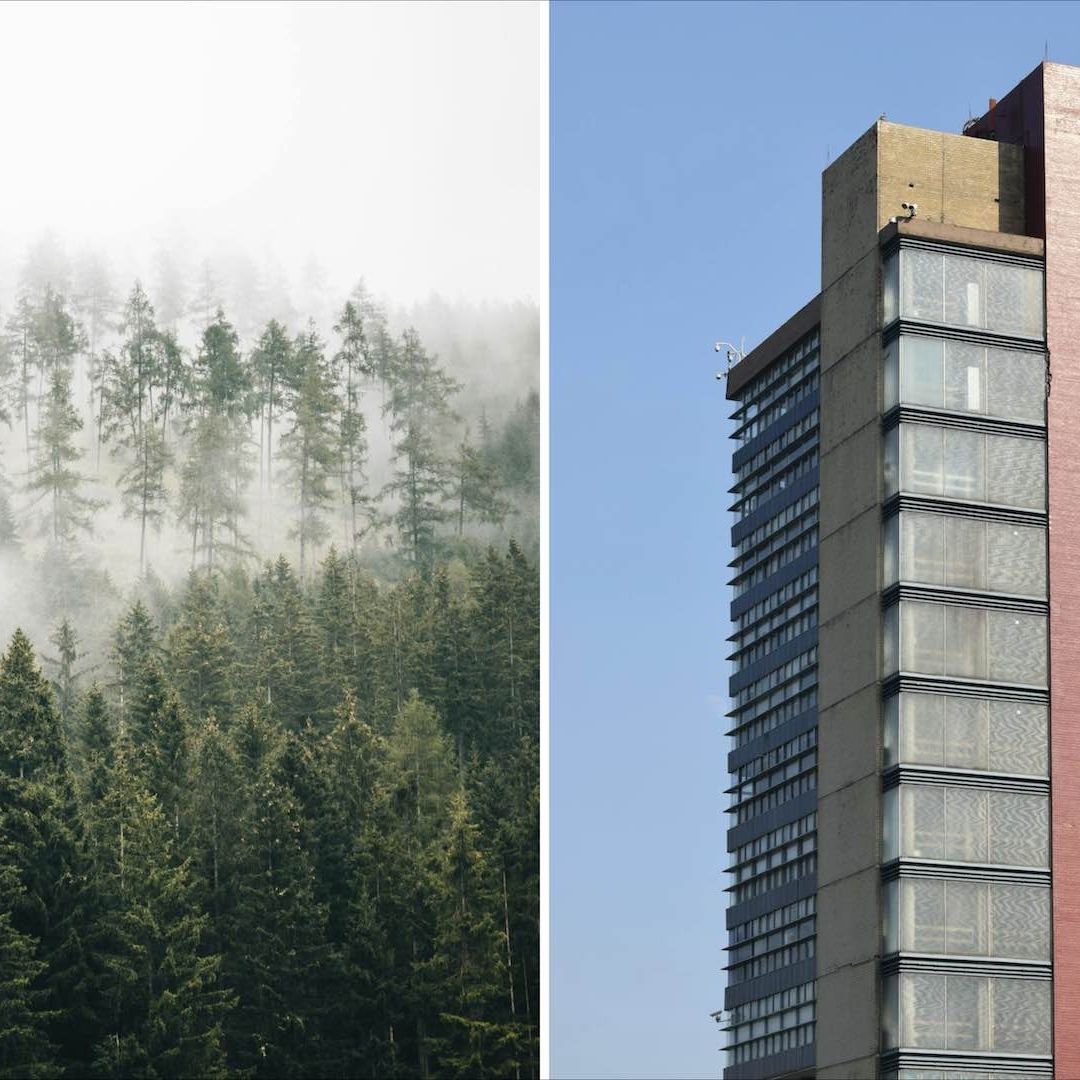 Científicos de la UNAM descubren cómo migran los bosques y las plantas con el cambio climático