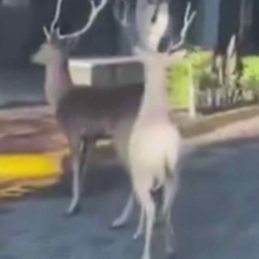 Captan a 2 Venados en Calles de Tequila; Los Ejemplares Fueron Resguardados