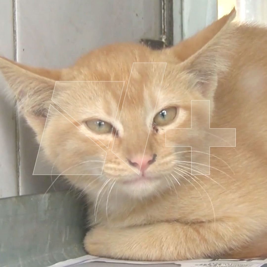 ¿Dónde Esterilizar Gratis a tu Mascota en Tamaulipas? Secretaría de Salud Anuncia Campaña