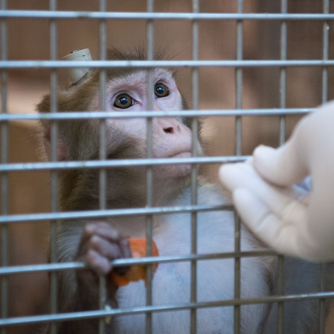 Los monos que escaparon son ejemplares del macaco Rhesus, calificados de "asustadizos". Foto AP