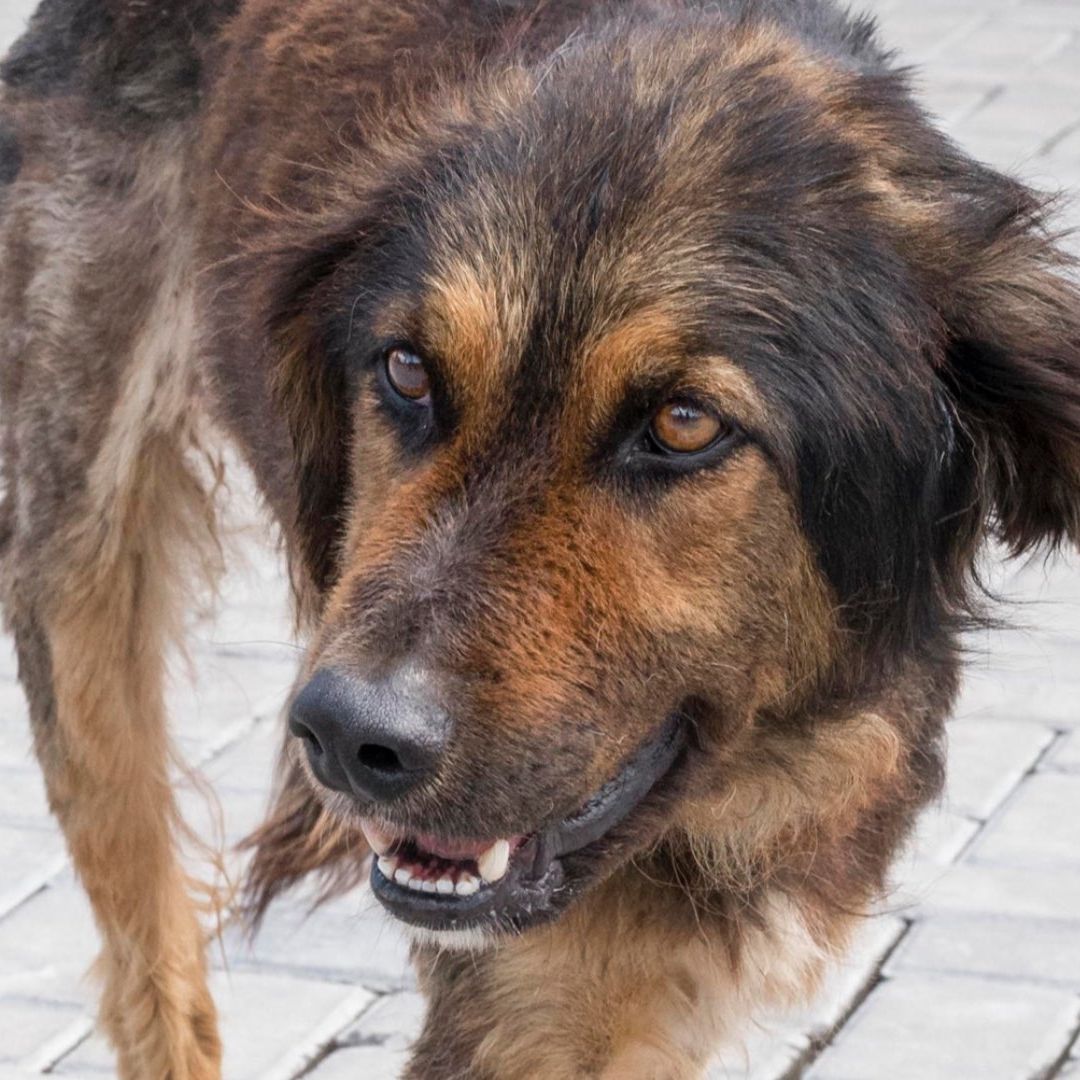 Matan a perro y lo desollan en Ahuacatlán, Puebla.
