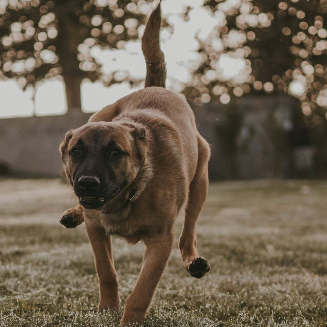 Perros Persiguen a Maestra en Motocicleta, Derrapa y Muere