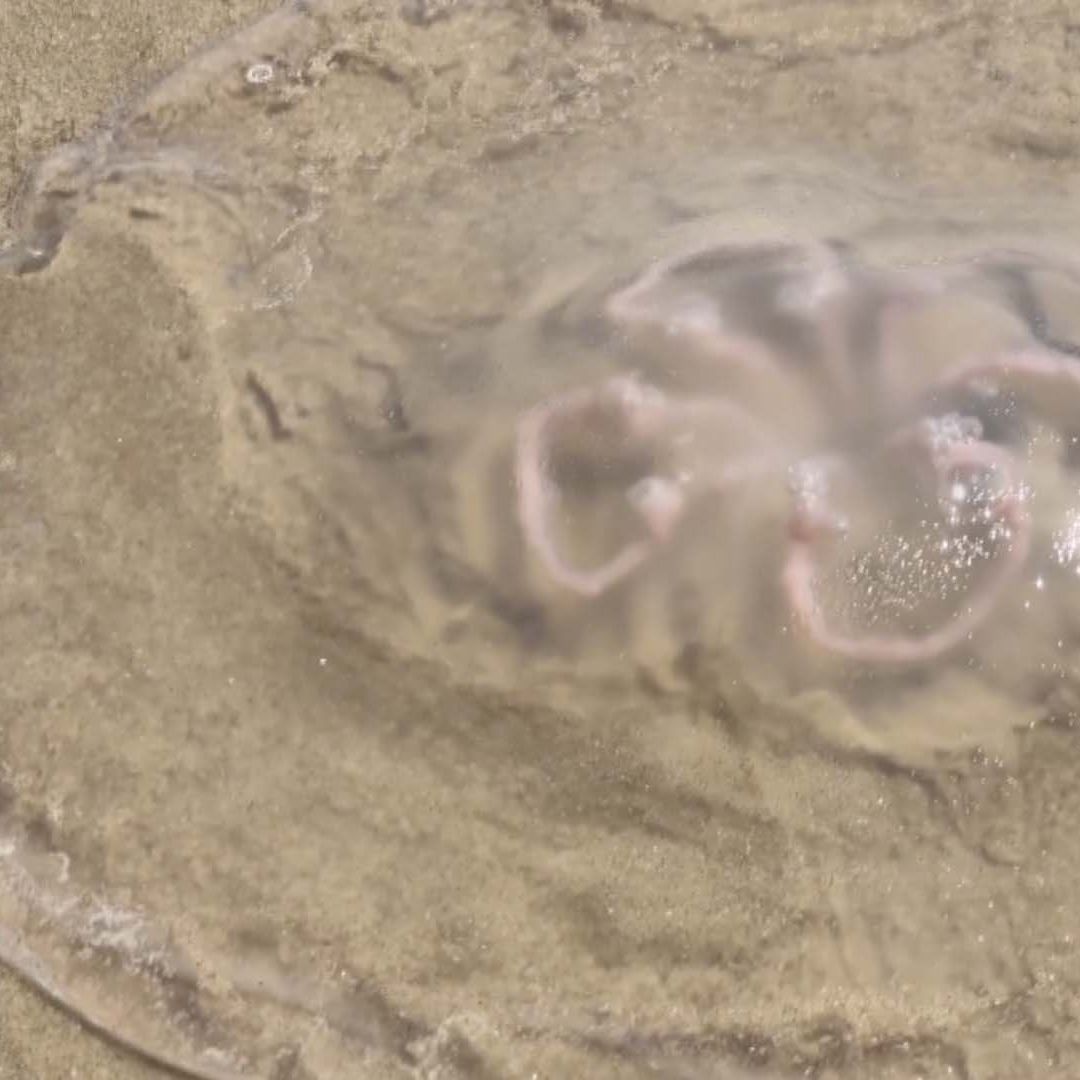 Reportan la Presencia de Medusas en la Playa Bagdad