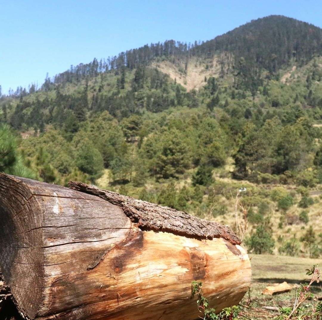 Mafia Maderera Colapsa el 'Bosque de Agua' al Diversificar los Delitos que Cometen