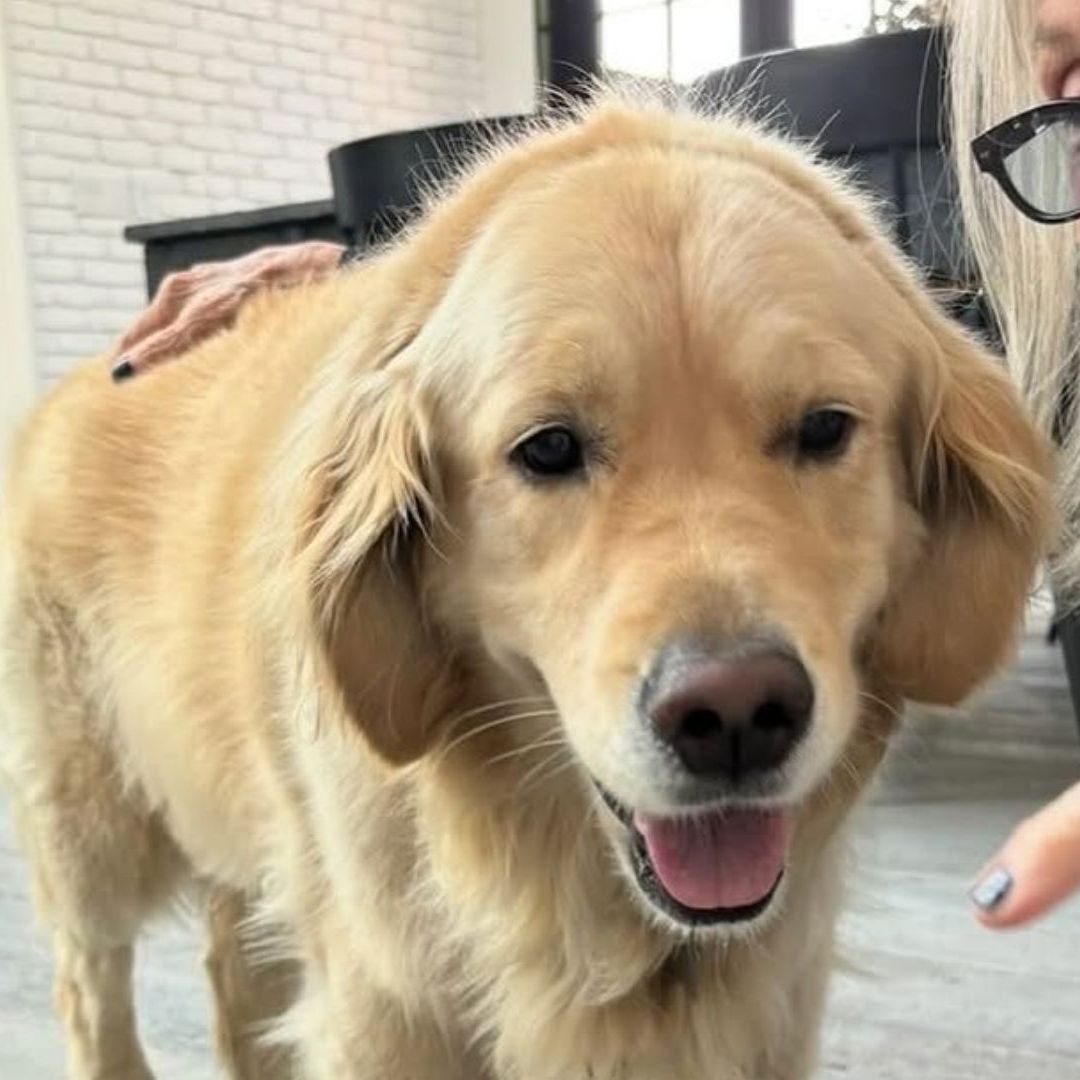 Diane Keaton Perro Reggie Herencia