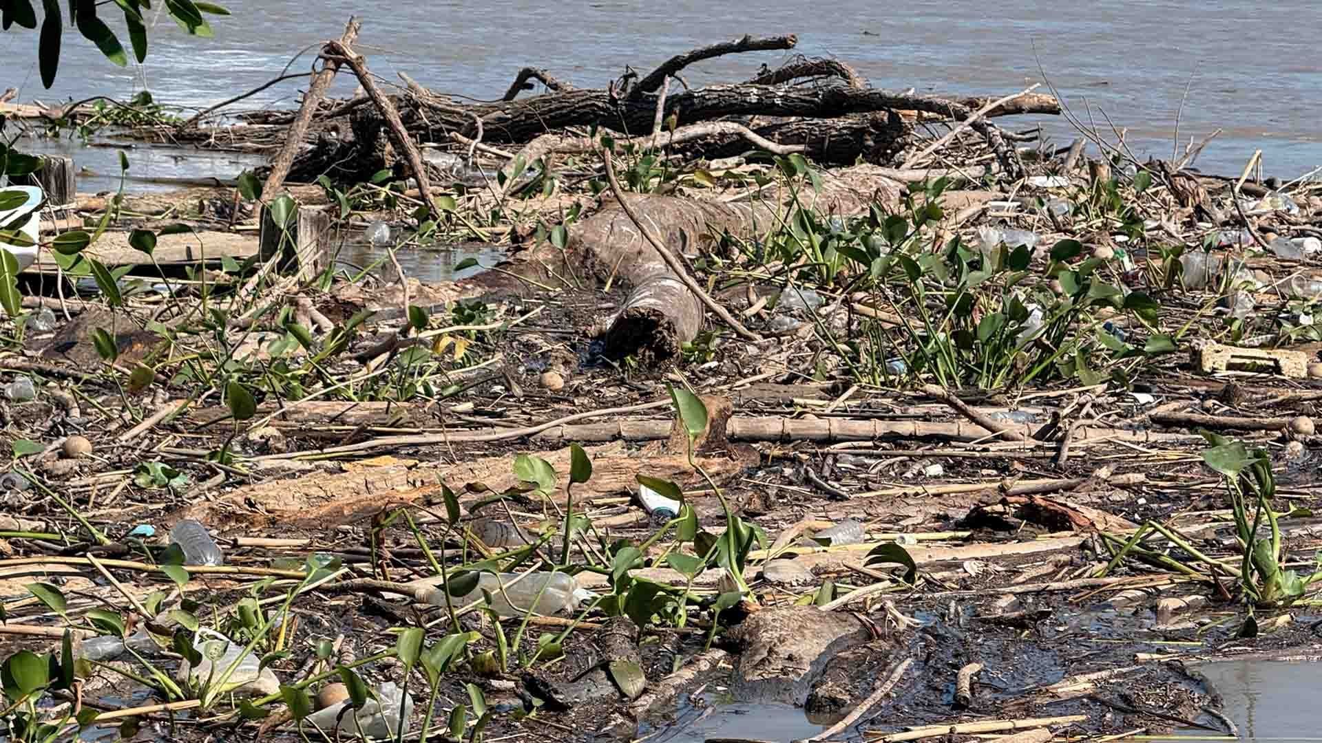 Pescadores del Río Pánuco Piden Limpieza Ante Acumulación de Palizada