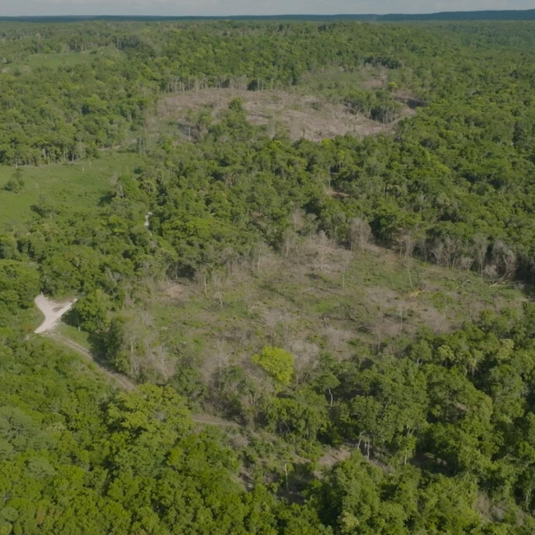 Toma aérea en la frontera sureste, del lado mexicano, con la selva deteriorada por la tala clandestina.