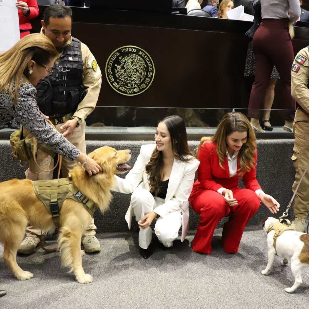 Algunos lomitos visitaron la Cámara de Diputados durante la discusión del dictamen