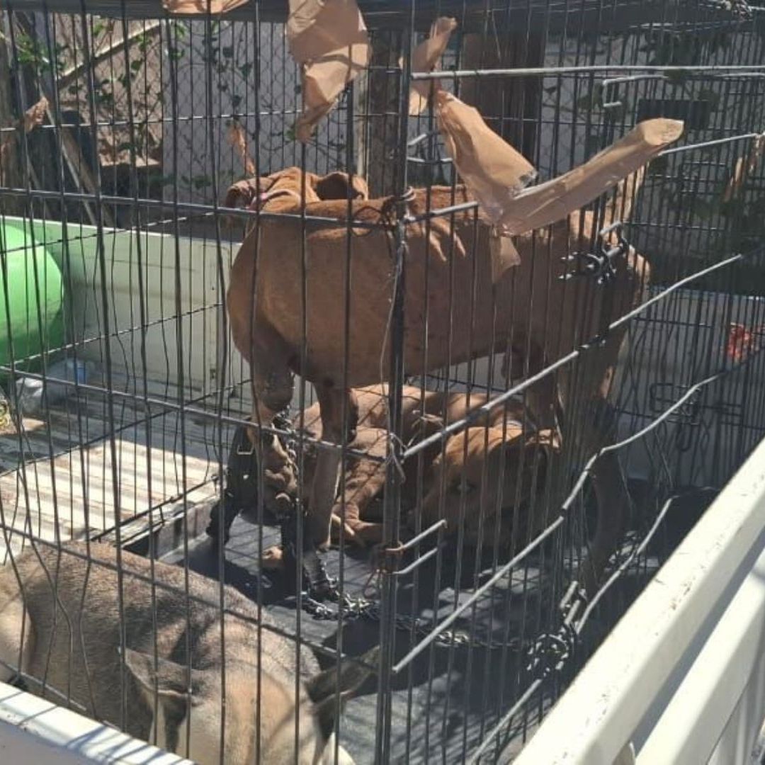 Rescatan a Tres Perros en Malas Condiciones en Hermosillo; Uno Estaba Amarrado con una Cadena