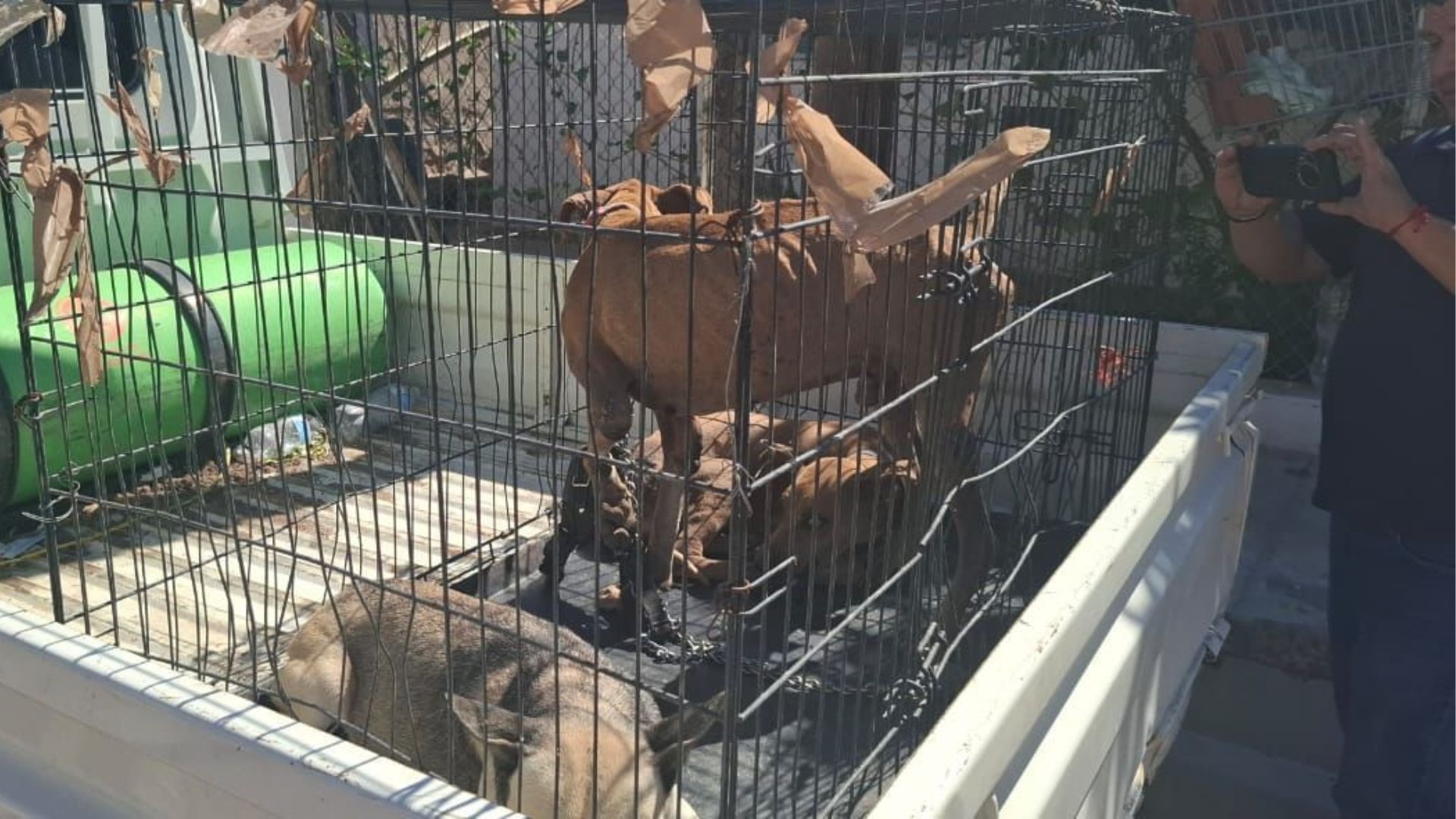 Rescatan a Tres Perros en Malas Condiciones en Hermosillo; Uno Estaba Amarrado con una Cadena