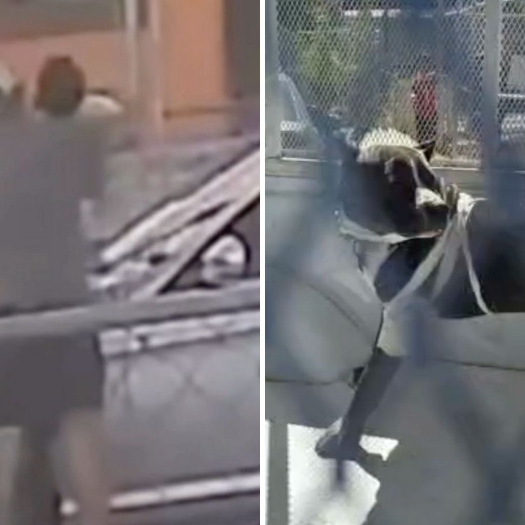 Padre Salva a Su Hijo del Ataque de Un Perro Pitbull en Mexicali