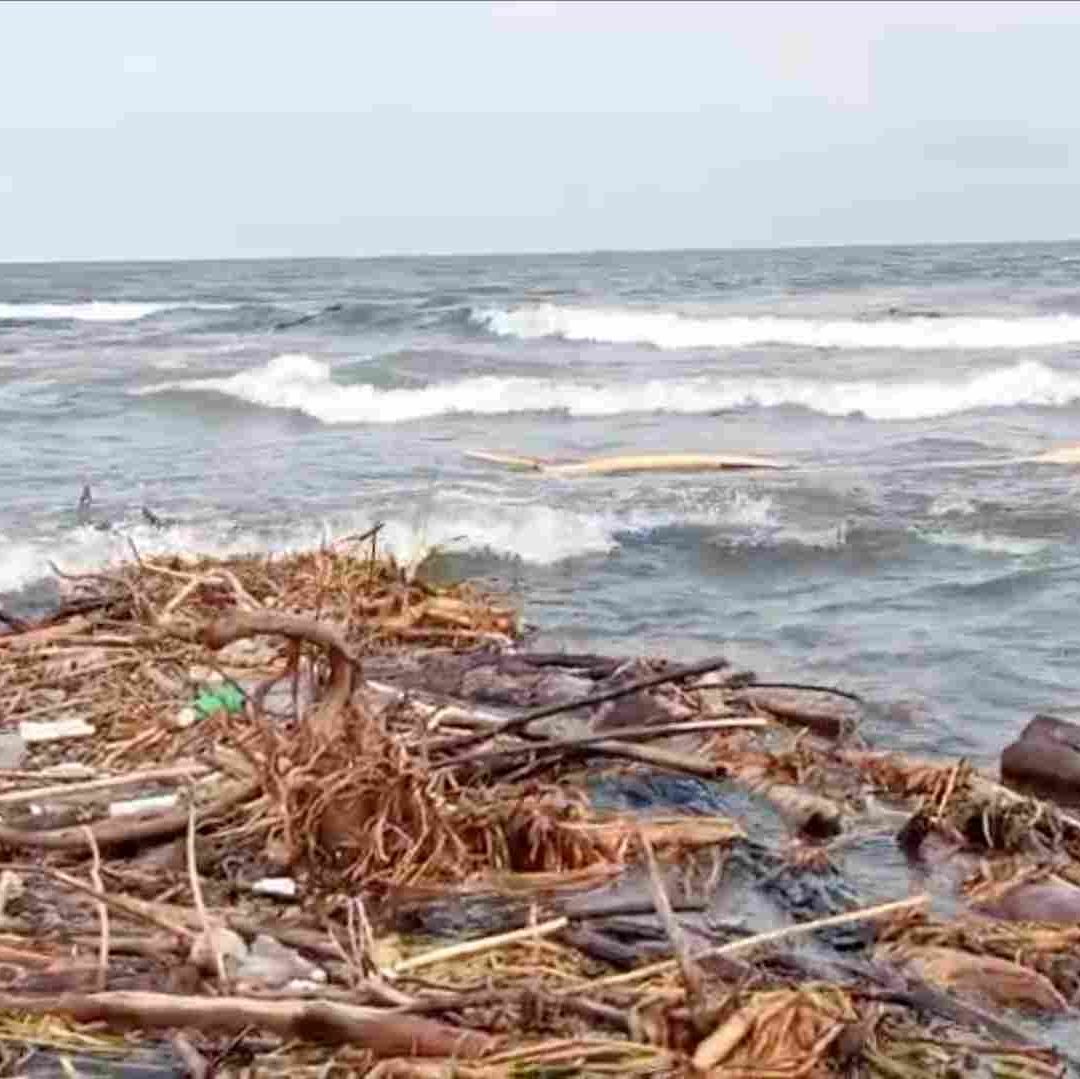 Ganado Muerto Llega a Playas de Coatzacoalcos tras Inundaciones al Norte de Veracruz