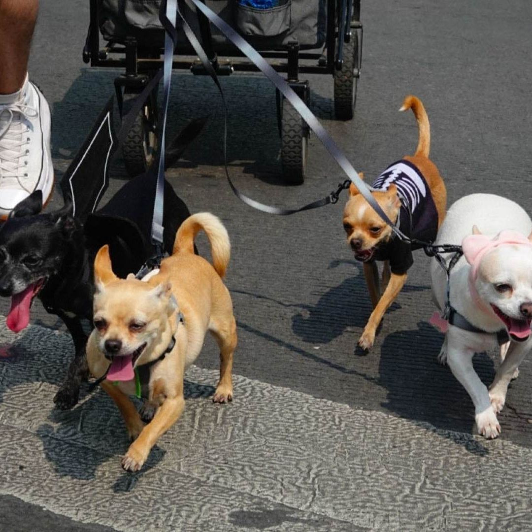 Podcast N+ | Derechos de Animales, Trump se Reúne con Biden y Origen del Beso