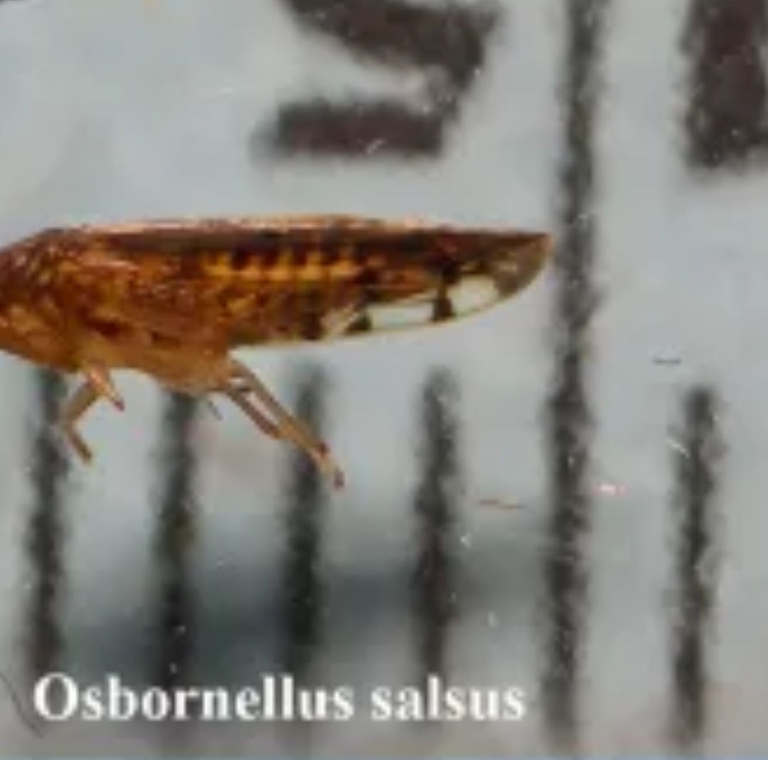 Osbornellus Salsus Plaga Hallada en Frontera con México