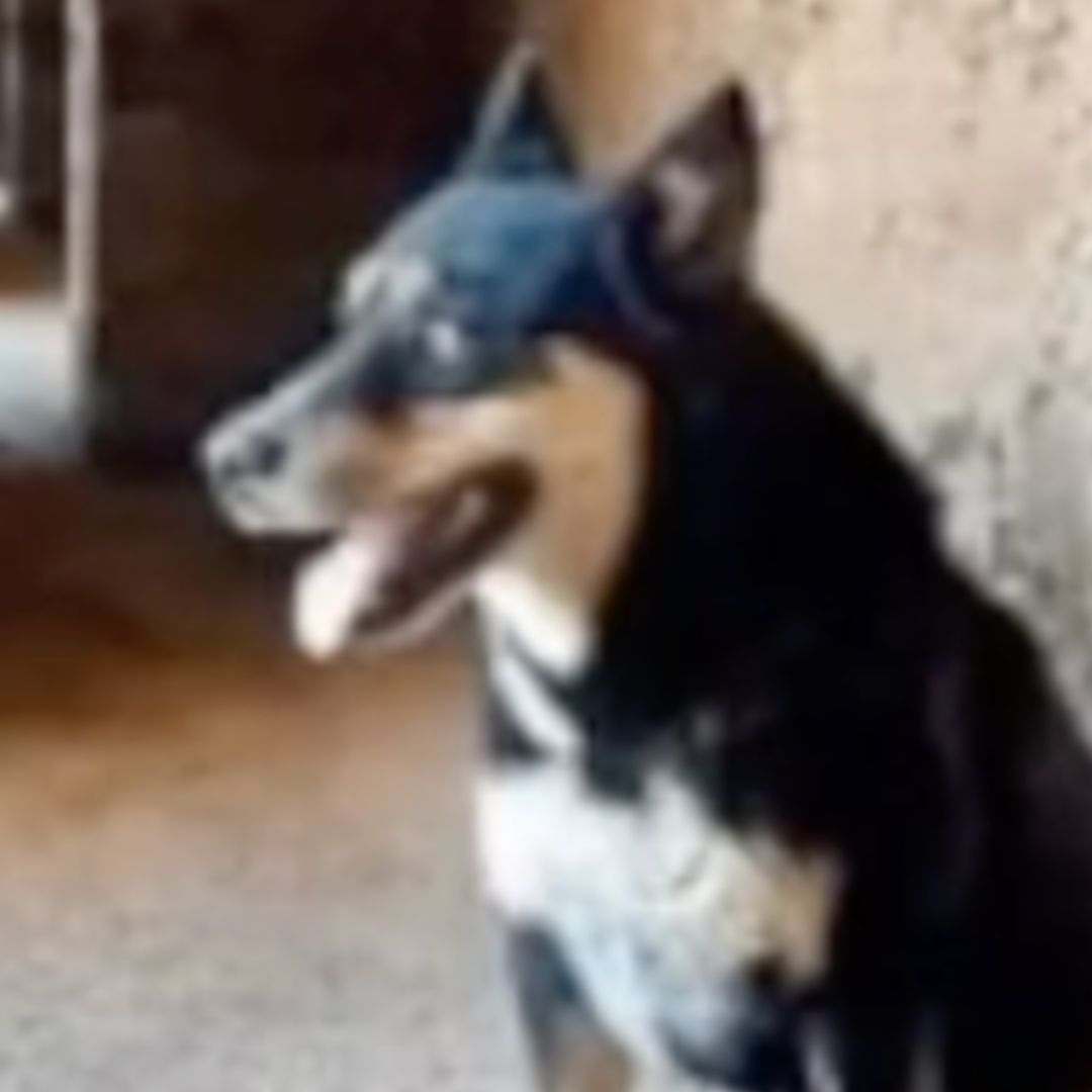 Matan a Cenicienta y Calcetín, dos Perros que Vivían en San Luis de la Paz. Foto: Nmás Bajío