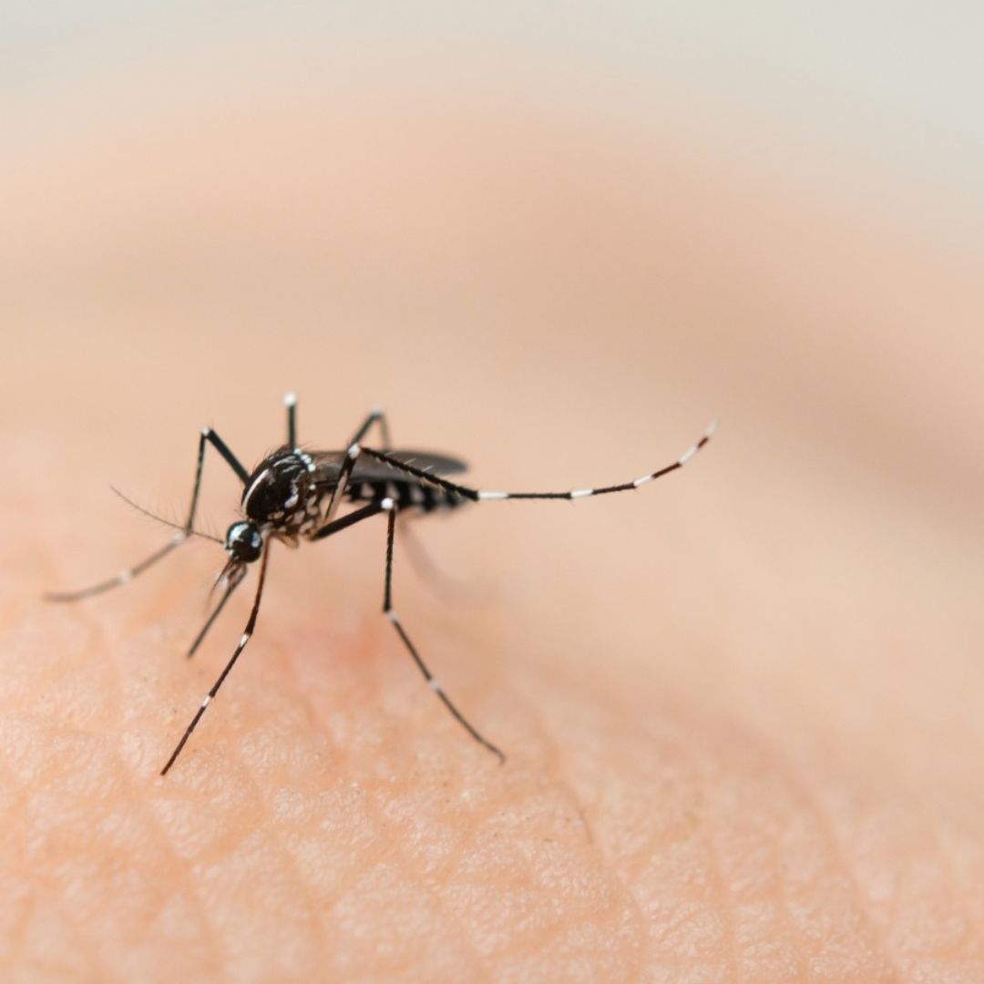 Encuentran Mosquitos en Islandia por Primera Vez en la Historia; Alertan de Expansión en la Isla.