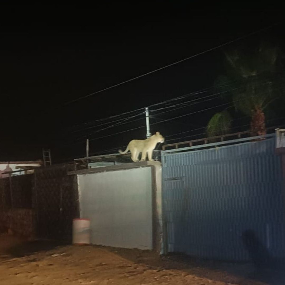 Leona suelta en Ciudad Juárez